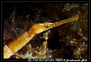Syngnathus sp. by Ferdinando Meli 